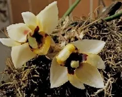 Stanhopea pulla