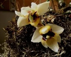 Stanhopea pulla