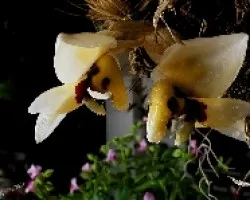 Stanhopea pulla