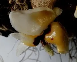 Stanhopea pulla