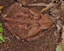 Bufo marinus hembra