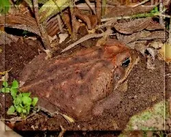 Bufo marinus hembra