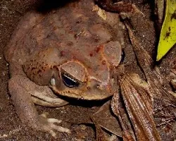 Bufo marinus hembra