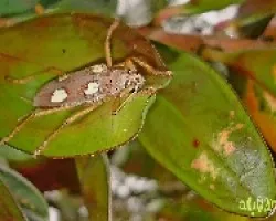 Eburia quadrigeminata