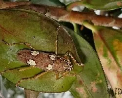 Eburia quadrigeminata