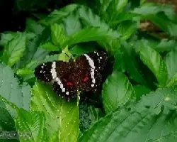 Anartia fatima
