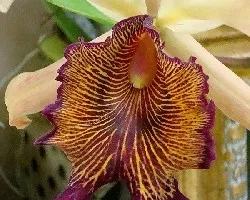 Cattleya dowiana
