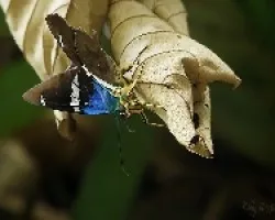 mariposa