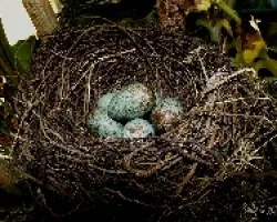 Turdus grayi - huevos