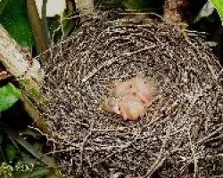 Turdus grayi - pichones