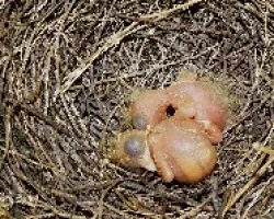 Turdus grayi - pichones