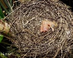 Turdus grayi - pichones