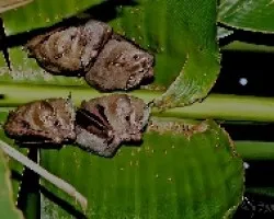Murciélagos