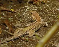 Ameiva ameiva