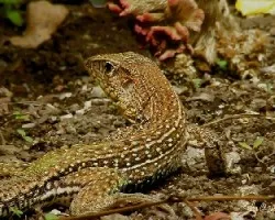 Ameiva ameiva