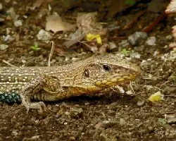 Ameiva ameiva