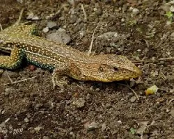 Ameiva ameiva