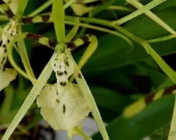 Brassia gireoudiana