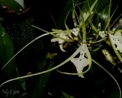 Brassia gireoudiana