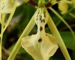 Brassia gireoudiana