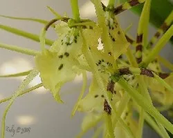 Brassia gireoudiana