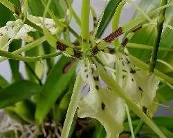 Brassia gireoudiana