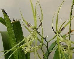 Brassia gireoudiana