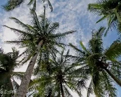 Cocos nucifera