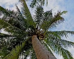 Cocos nucifera