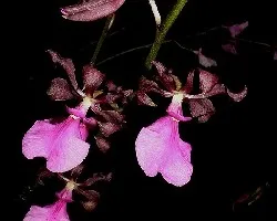 Encyclia cordigera var. rosea