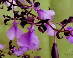Encyclia cordigera var. rosea