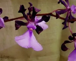 Encyclia cordigera var. rosea