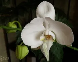 Phal (Tokyo bridal x Lunar eclipse) X (Musashino x Taisuco Windian)