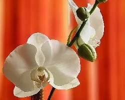 Phal (Tokyo bridal x Lunar eclipse) X (Musashino x Taisuco Windian)