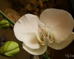 Phal (Tokyo bridal x Lunar eclipse) X (Musashino x Taisuco Windian)