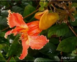 Spathodea campanulata