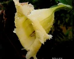 Solandra guttata