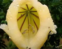 Solandra guttata