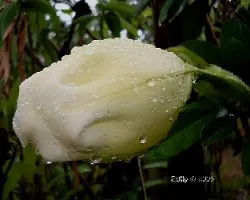 Solandra guttata