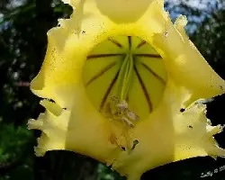Solandra guttata