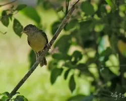 No Id