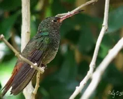 Amazilia tzacat
