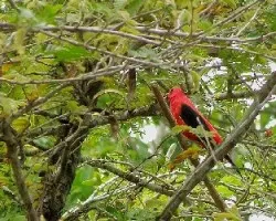 No Id
