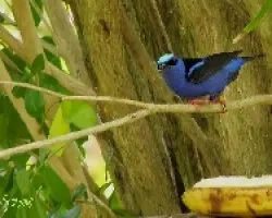 Mielero patirrojo - Cyanerpes cyaneus carneipes