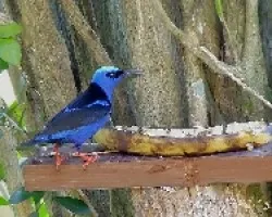 Mielero patirrojo - Cyanerpes cyaneus carneipes