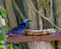 Mielero patirrojo - Cyanerpes cyaneus carneipes