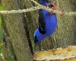 Mielero patirrojo - Cyanerpes cyaneus carneipes
