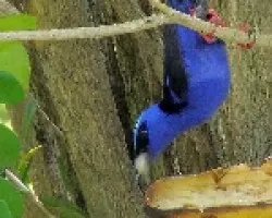 Mielero patirrojo - Cyanerpes cyaneus carneipes