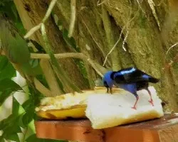 Mielero patirrojo - Cyanerpes cyaneus carneipes