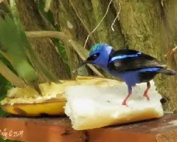 Mielero patirrojo - Cyanerpes cyaneus carneipes